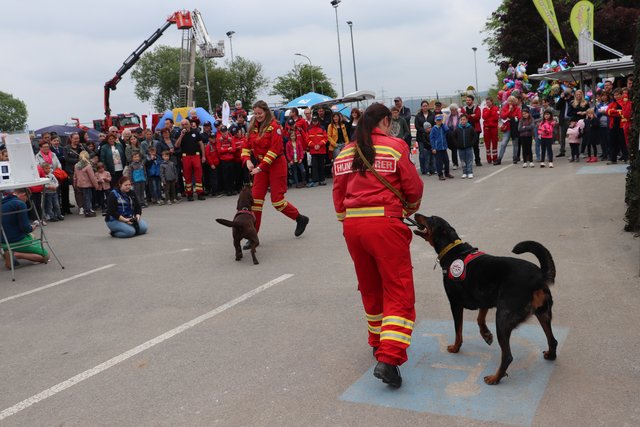Erstaunlich, wie Labrador Ayla auf das Kommando ihrer Hundeführerin reagiert.