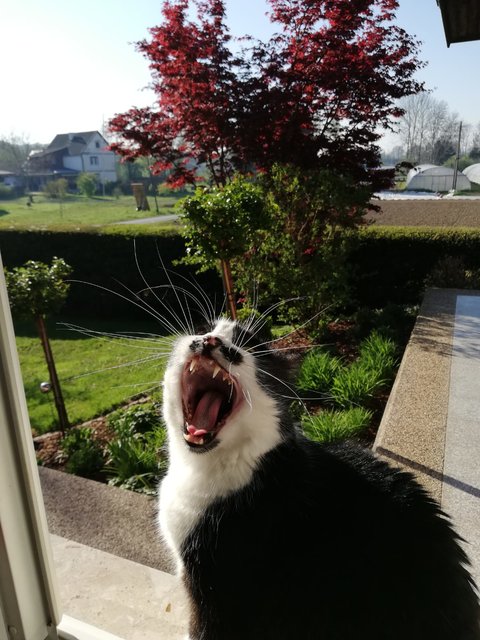 Katzendame Nicki aus Sebersdorf