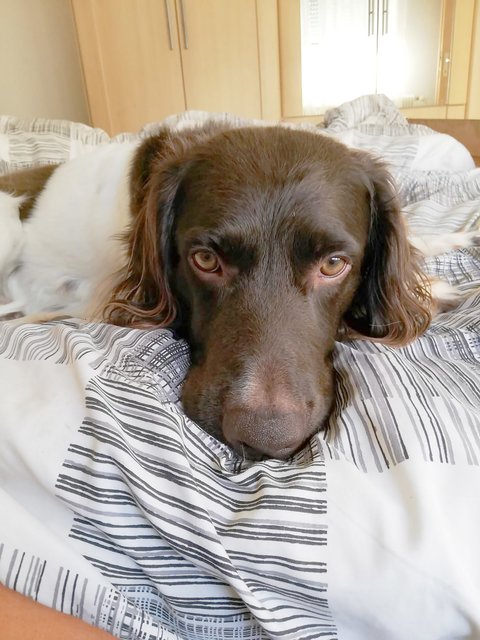 Der gutmütige Münsterländer Arko wurde nur vier Jahre alt. Hundehasser töteten ihn mit Rattengift, er litt drei Tage lang.