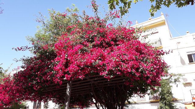 Bougainvillea