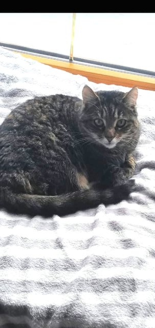Lucy ist eine sehr liebe, schmusige Katze, sie ist Auslauf gewohnt.