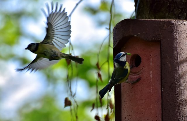 Hatten es bei der Witterung zuletzt nicht leicht, heimische Vögel bei der Brutpflege