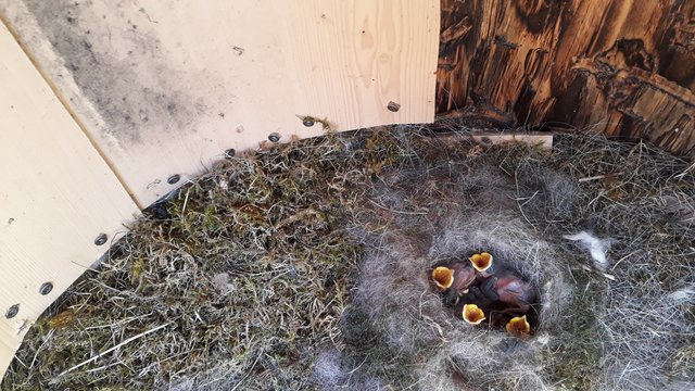 Eine Blaumeise nutzte einen Bienenschaukasten, um dort ihren Nachwuchs auszubrüten.