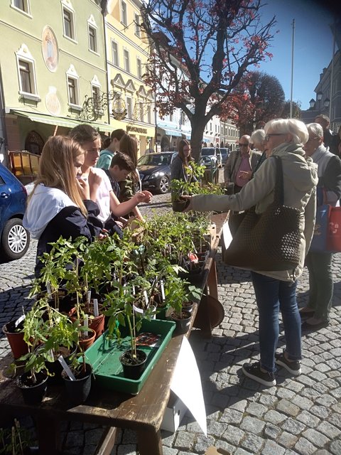 Die selbstgezüchteten Tomatenpflanzen wurden von den Schülern am Hauptplatz in Gmünd verkauft