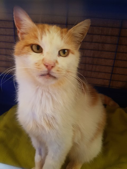 Kater "Danny"
