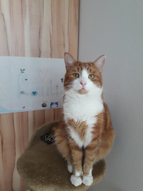 Kater Pauli soll in Pinkafeld gesehen worden sein.