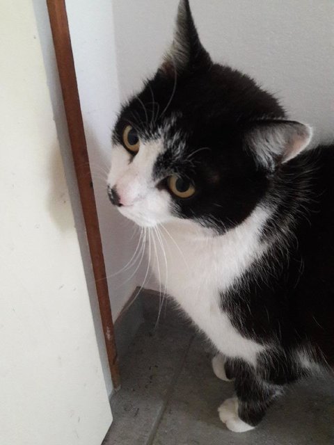 Kater "Maxi"