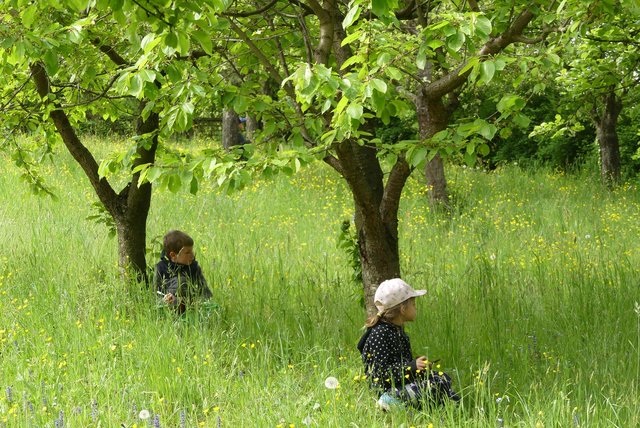 Lauschen auf der Streuobstwiese
