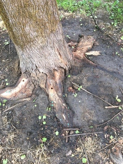 Der Täter hat den Baum mit Teer vergiftet.