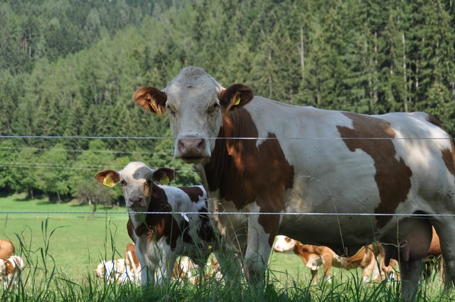 Derzeit laufen noch weitere Untersuchungen, um  Todesursache und Todeszeitpunkt zu ermitteln | Foto: KK