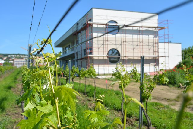 Der neue Kindergarten am Krautgartenweg liegt an der Grenze zu einem Weingarten. Die SPÖ befürchtet eine Gesundheitsgefährdung aufgrund möglicher Spritzmittel.