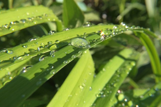 Nach Regen trocknet die Sonne die Tröpfchen