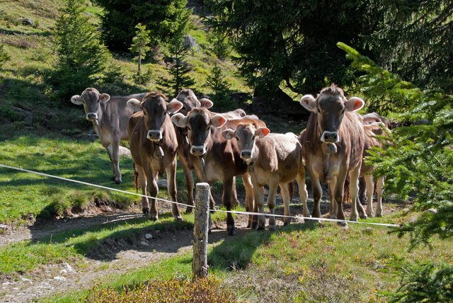 Auf die Almen im Bezirk Landeck werden immer weniger Tiere getrieben.