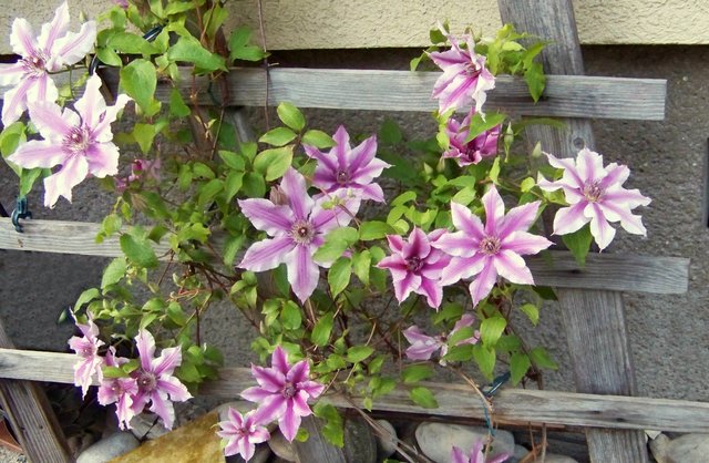 Clematis an der Hausmauer
