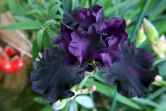 Schwertlilie in mitternachtsblau Barbata elatior '' Superstition''