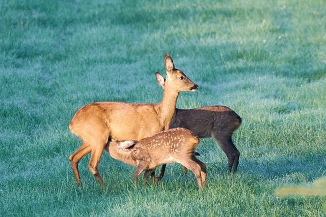 Gerade jetzt kümmern sich Muttertiere um ihren Nachwuchs und benötigen besonders viel Ruhe.