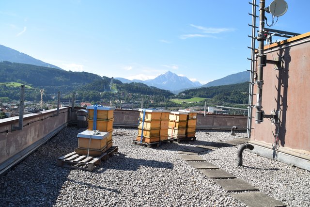 Die Dächer der Stadt sollen in die Produktion von Lebensmitteln eingebunden werden. Wie hier am Dach des Hilton-Hotels, wo Honig entsteht.