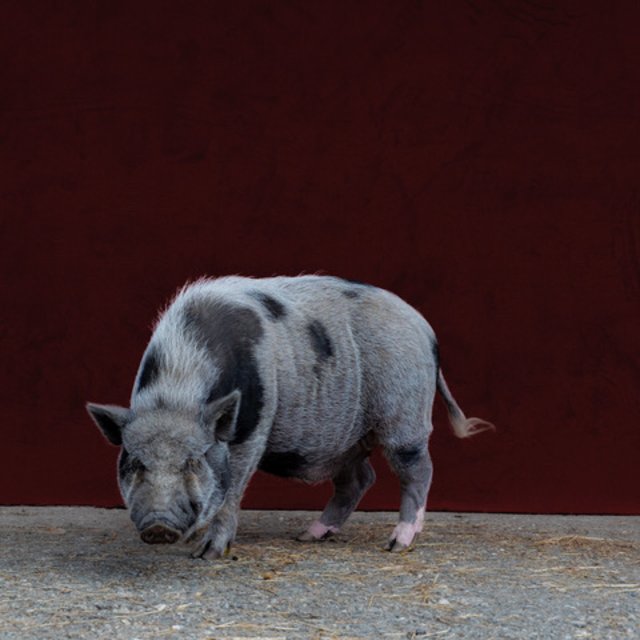 Aus der Fotoreihe "Red Carpet" von Michael Seyer