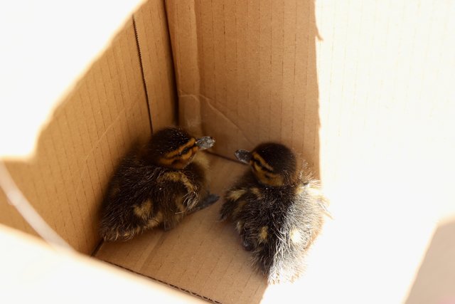 Die beiden Findelkinder werden im Tierschutzhaus Vösendorf versorgt.
