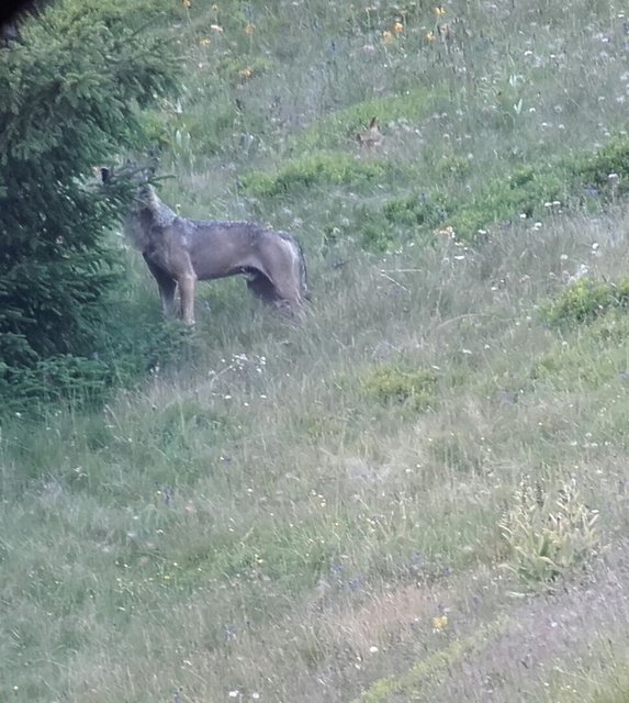 Im Sommer vergangenen Jahres wurden im Gemeindegebiet von Fiss zwei Tiere fotografiert, bei denen es sich vermutlich um Wölfe handelte.