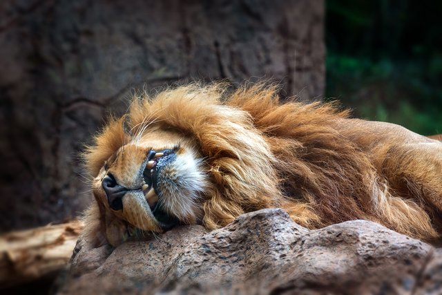 Löwe