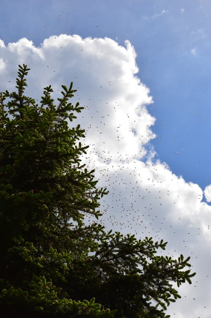 Ein Bienenschwarm in Klagenfurt, festgehalten von einer Passantin