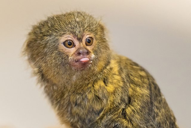 Der kleine Zwergseidenaffe ist schon ausgesprochen mitteilsam | Foto: Daniel Zupanc (4)