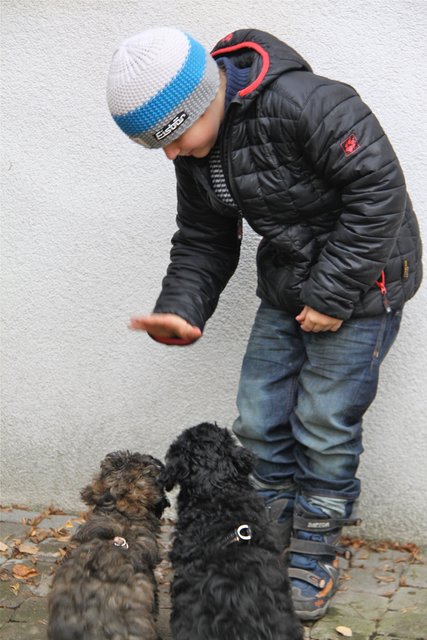 Die Kinder in den Hundeprofis-Workshops lieben das Spielen mit den Hunden und lernen die Hunde-Körpersprache. | Foto: TAT