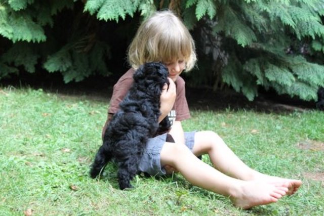 Die Kinder in den Hundeprofis-Workshops lieben das Spielen mit den Hunden und lernen die Hunde-Körpersprache. | Foto: TAT