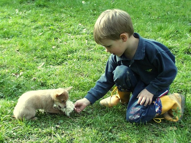 Die Kinder in den Hundeprofis-Workshops lieben das Spielen mit den Hunden und lernen die Hunde-Körpersprache. | Foto: TAT