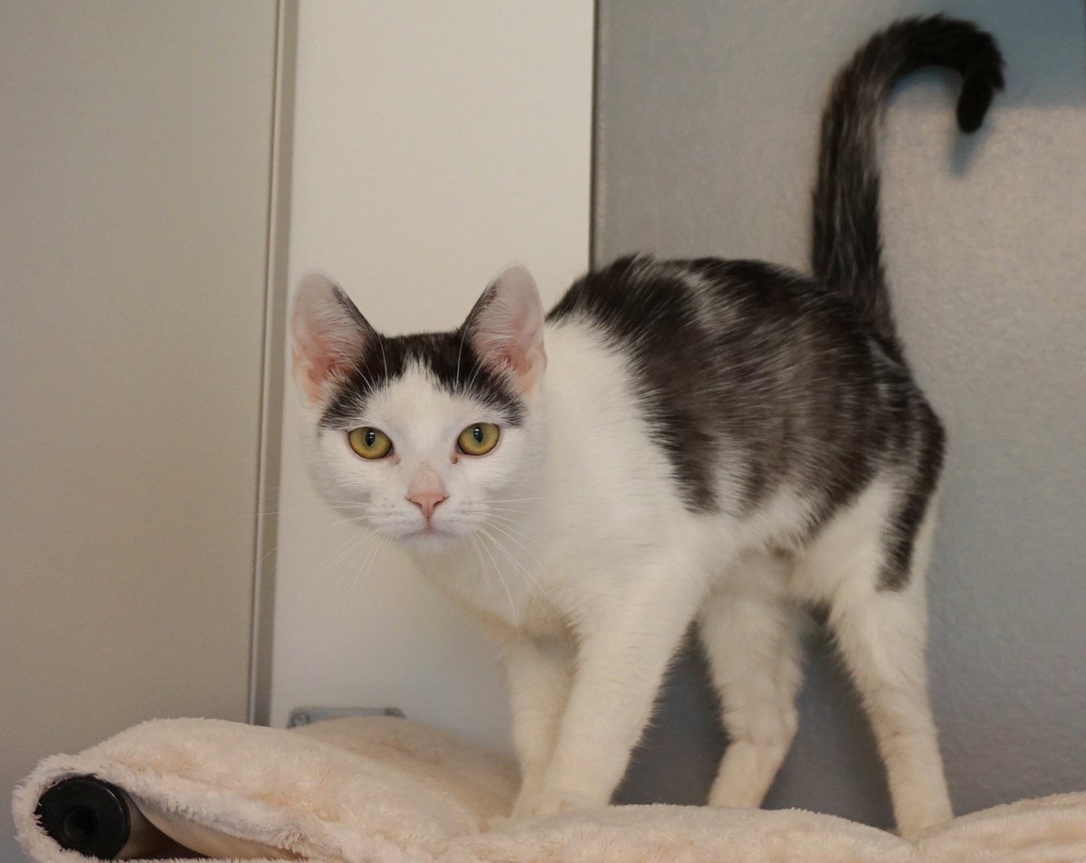 Tierquartier Wien Tiere Suchen Ein Zuhause Schwechat