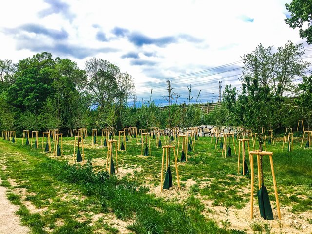 Wien soll jetzt noch grüner werden. Zumindest, wenn es nach dem Beschluß des Gemeinderates geht.