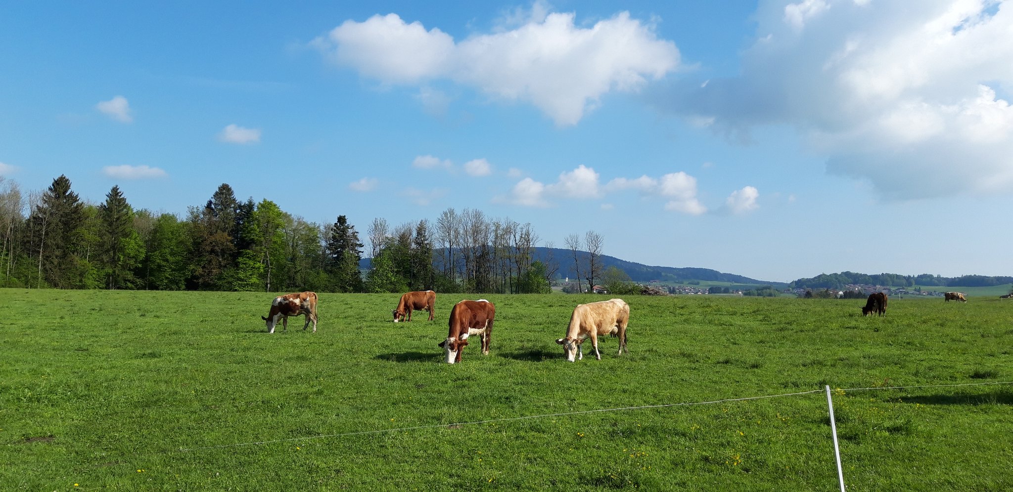 Nur Schimpfen ist keine Lösung!: Für eine artgerechte Tierhaltung