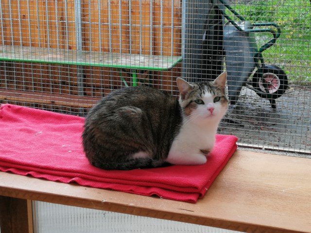 Der junge Barney versteht sich nicht so gut mit anderen Katzen. | Foto: Tierheim Reutte