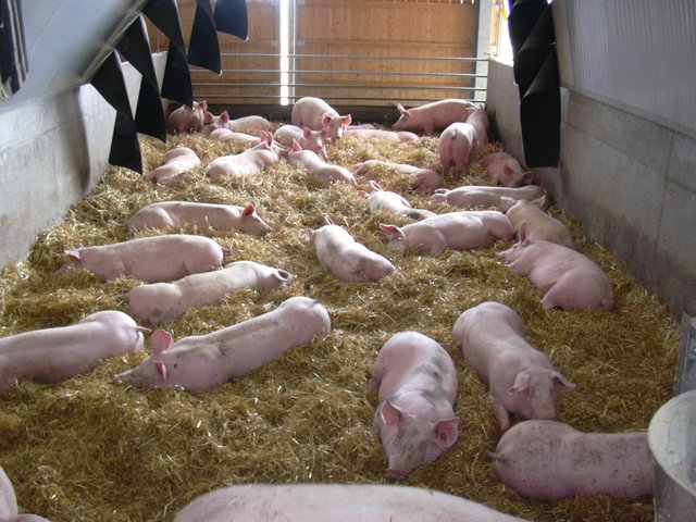 Die Schweine im "Wohlfühlstall".