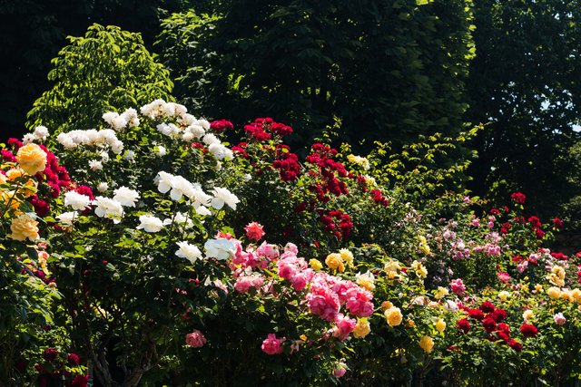 Alles zum Thema Rosen erfahren Sie beim Vortrag am 6. Juni