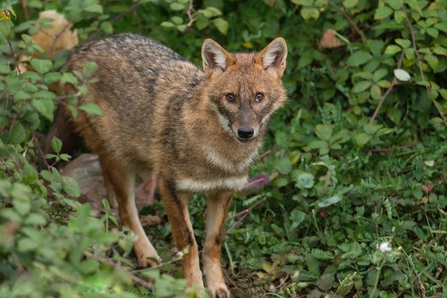 Im Osttiroler Pustertal wurde Ende Mai erstmals in Tirol ein Goldschakal nachgewiesen.  | Foto: Symbolbild: Janez Tarman