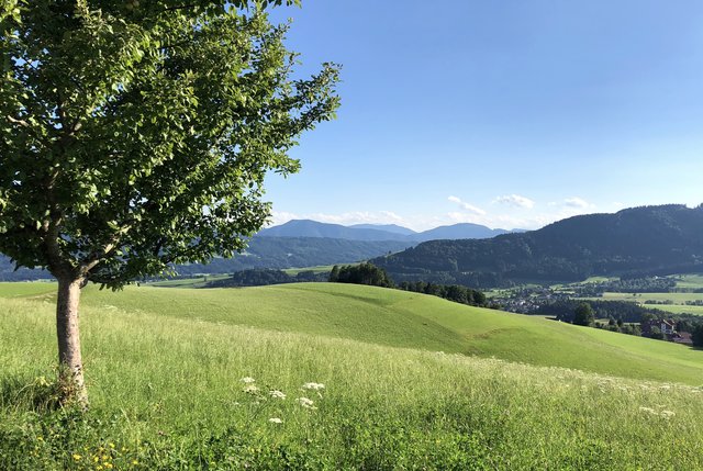 Nach der großen Trockenheit hat der ergiebige Regen im Mai der Natur besonders gut getan. | Foto: Jungwirth