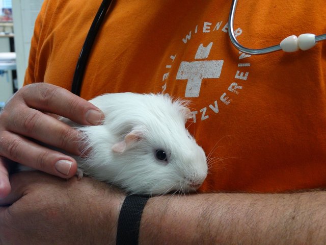 "Fritz" hatte Glück im Unglück | Foto: WTV (5)