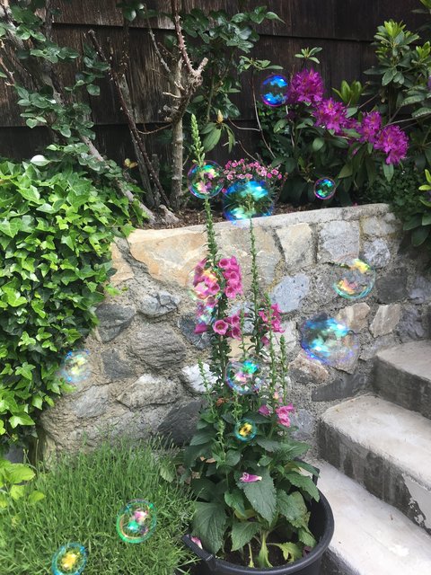 Die Blumen mögen zu blühen beginnen
und ihren köstlichen Duft ausbreiten -
wo immer du gehst.
(irischer Segensspruch)