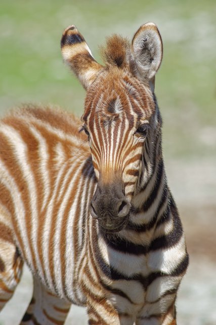 Zebrafohlen Alika erkundet im Zoo Schmiding die Welt.  | Foto: ZooSchmiding/Stefan Schnauder