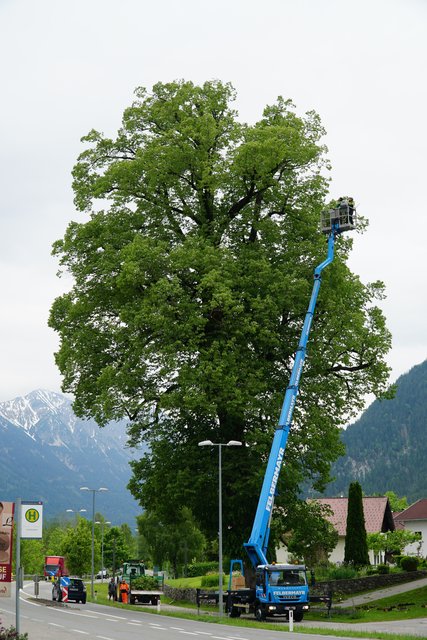 Nur mit einem Spezialgerät konnten die Arbeiten im Kronenbereich des Baums durchgeführt werden. | Foto: Reichel