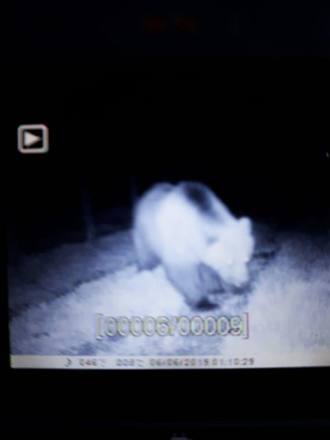 Wildkamera-Aufnahme der vergangenen Nacht.