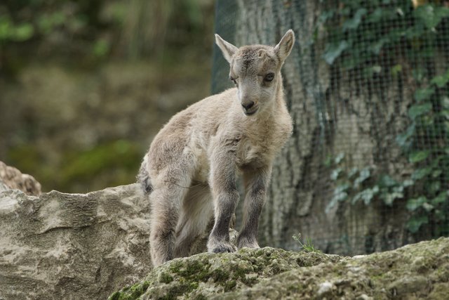Eines der neuen Kitze. | Foto: Zoo Salzburg