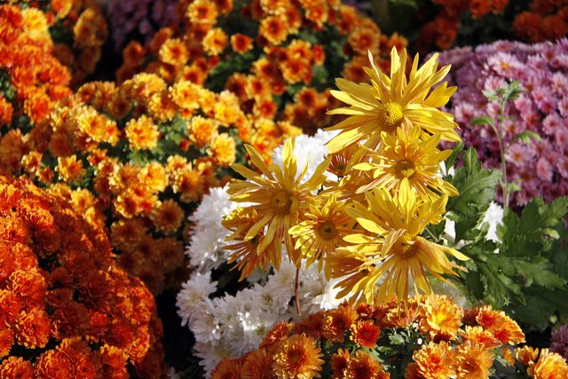 Die Projektgruppe "Perwanger Garten-Vielfalt" hat bereits einen Blühstreifen ausgesät. | Foto: kristina r tten/Fotolia