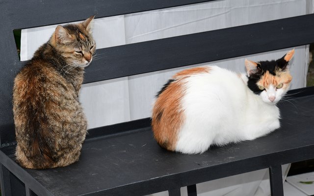 sie gehören einfach zum Stadtbild