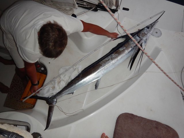 Vor dem Essen wird der Fisch noch gemessen. | Foto: Kirschnek privat