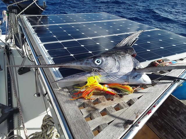 Bei Segelturns gibt es immer frischen Fisch – in diesem Fall einen von der Crew selbstgefangenen Marlin. | Foto: Kirschnek privat
