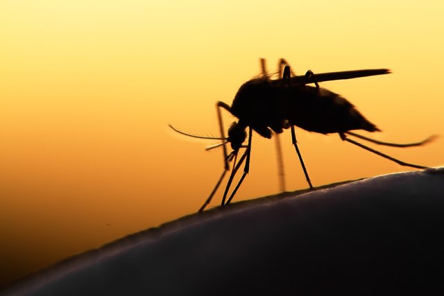 &lt;f&gt;Nach dem Stich: Möglichst rasch kühlen. | Foto: mycteria/Shutterstock.com
