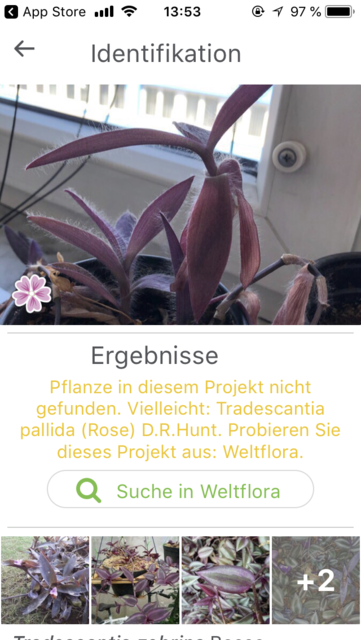 AppTipp Die App zur Pflanzenbestimmung Tirol